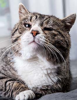 Tired old gray tabby cat with green eyes resting on soft bed and looking at camera at home