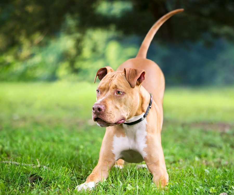 An excited and playful Pit Bull Terrier mixed breed dog