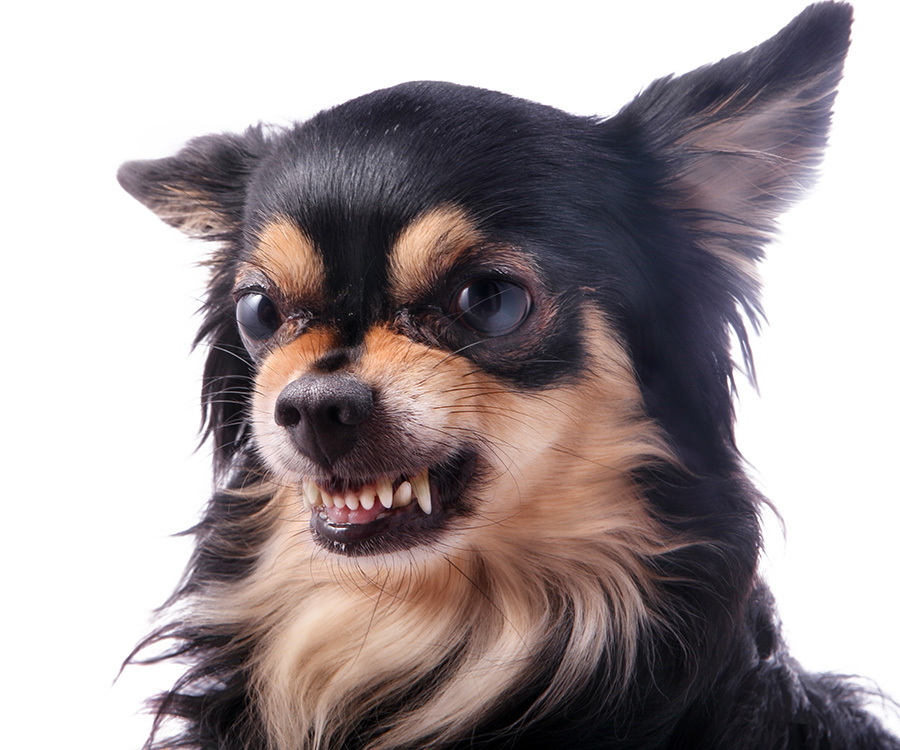 A snarling dog is using body language to show aggression.