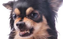 Angry chihuahua dog growls and scraggles