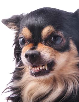 Angry chihuahua dog growls and scraggles