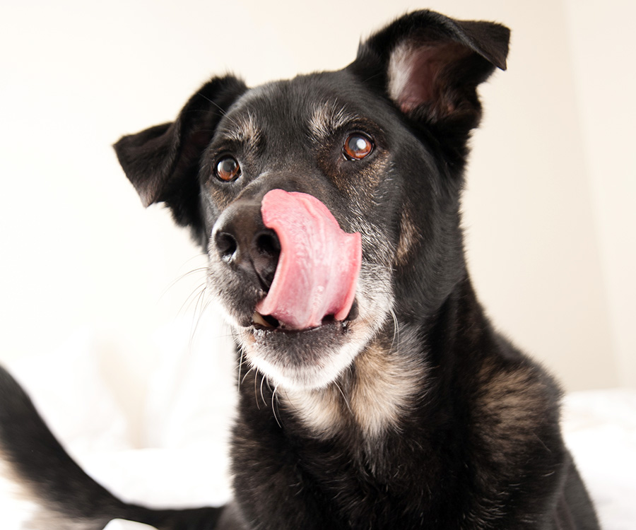 An old black dog licking his nose may be a way of using body language to show he is calm and non-threatening.