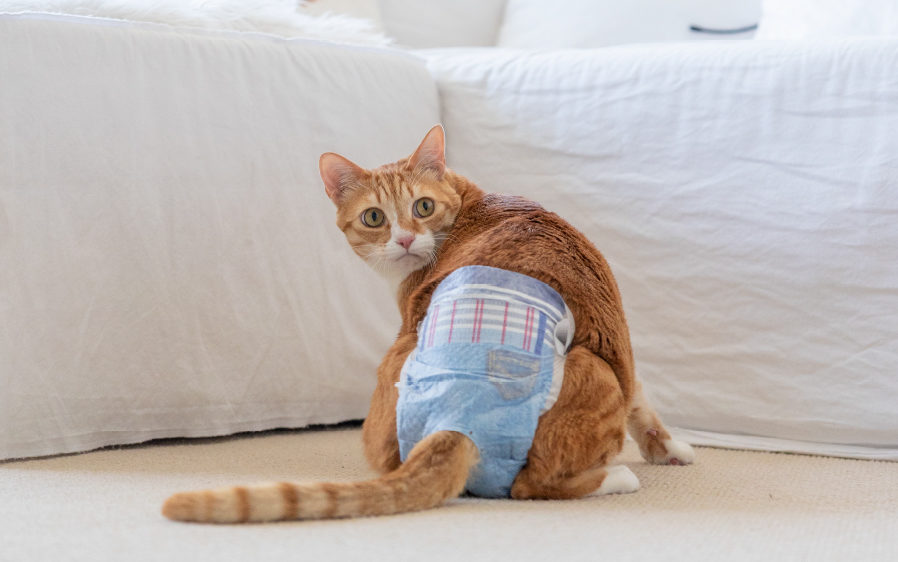 Orange diaper wearing cat