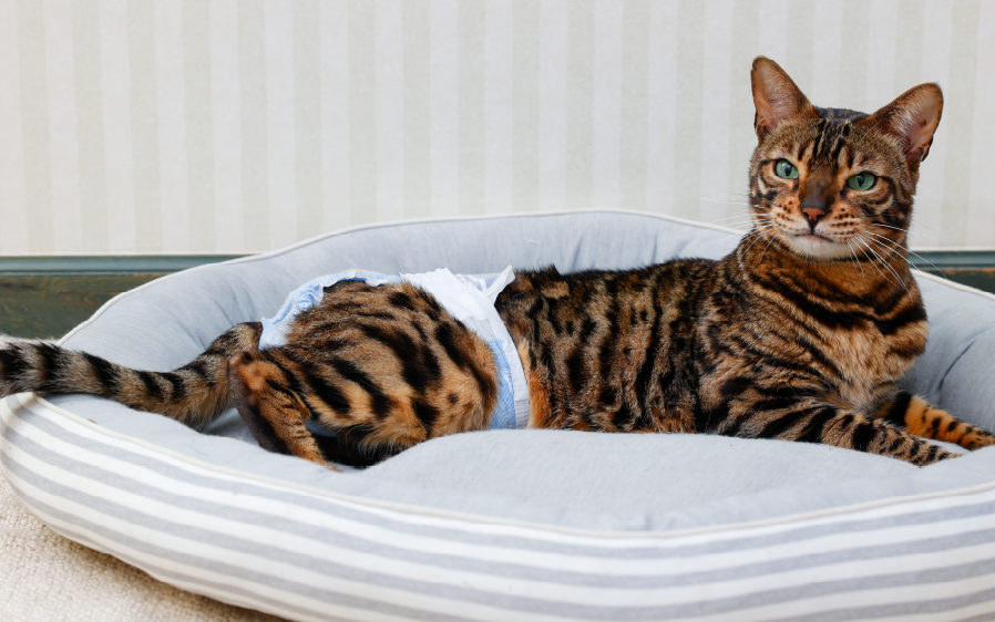 Diapered cat lounging on a sofa