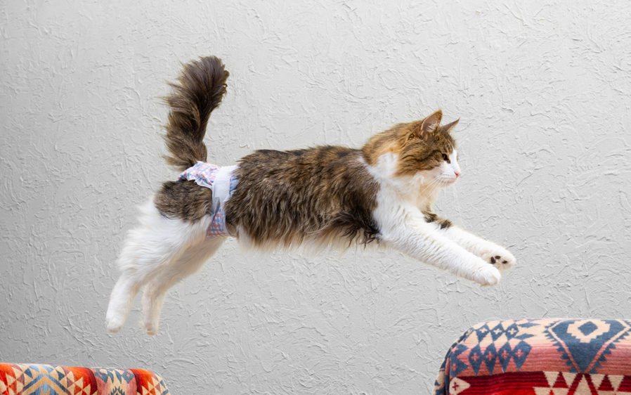 cat leaping on furniture wearing a diaper