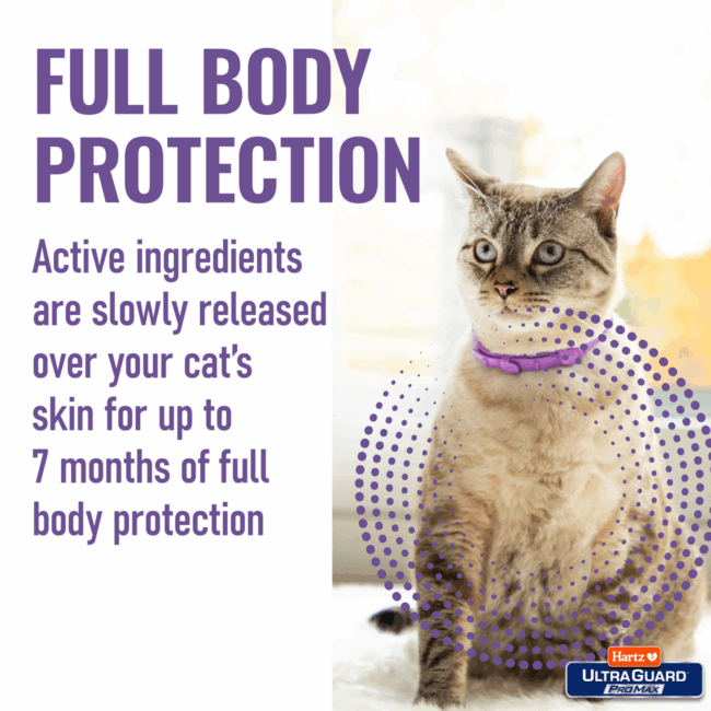 full body flea & tick protection for your cat
