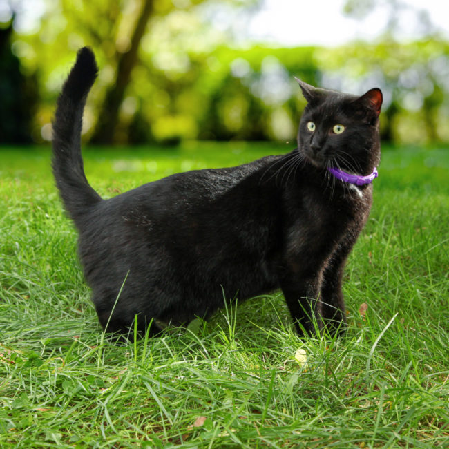 Cat wearing a purple hartz cat flea collar.