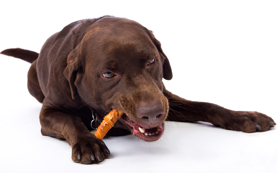Large dog enjoying a Oinkies pig skin twist dog treat wrapped with real chicken.