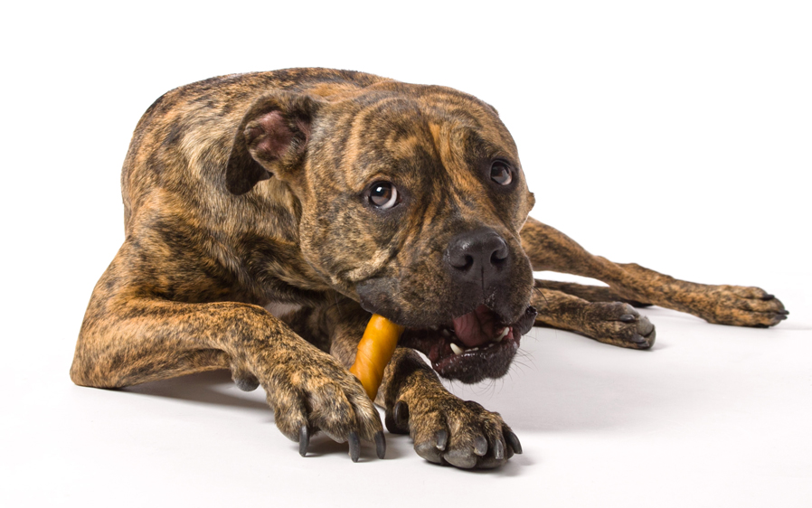 Dog chewing a Oinkies peanut butter dog treat.