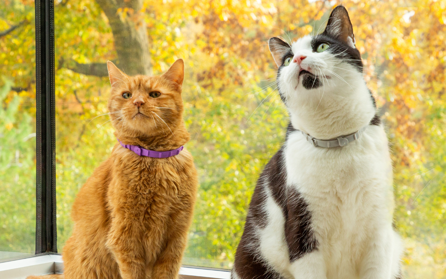 Two cats wearing Hartz flea and tick cat collars