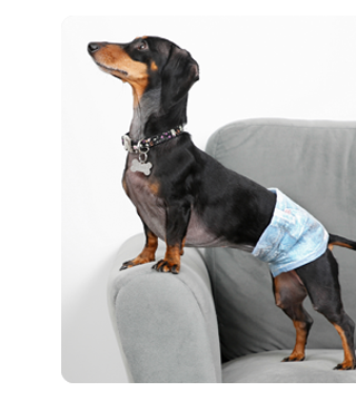 Hartz disposable diapers and wraps for dogs.