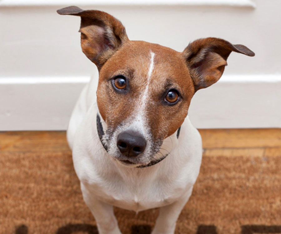 Dog looking upward at foreground with ears perked up