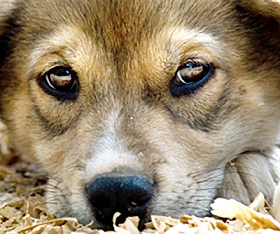 Extreme closeup of dog lying on ground looking sad