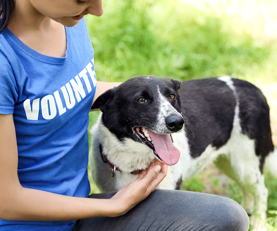 Female volunteer with shelter dog outdoors