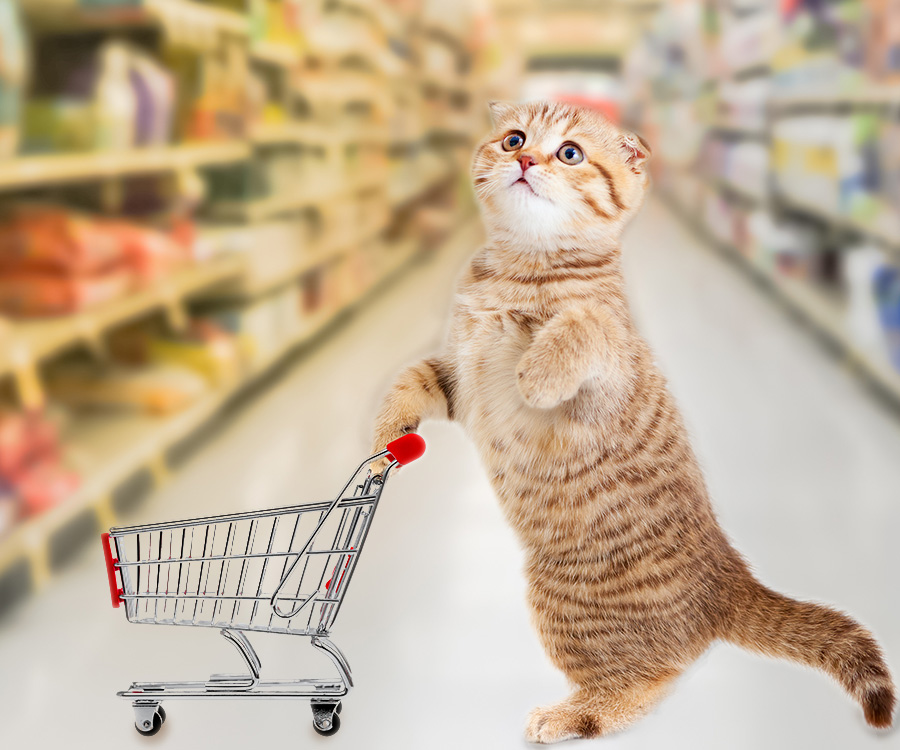 Small cat with shopping cart