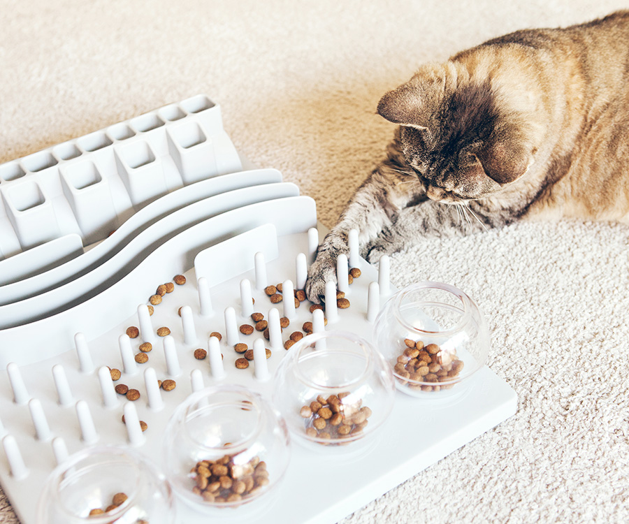 Welcome! - Food Puzzles for Cats