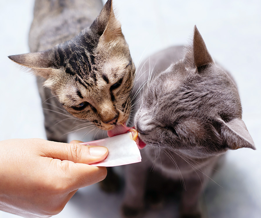 Two cats eating a wet treat