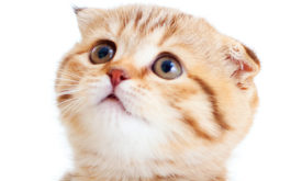 Closeup of small cat