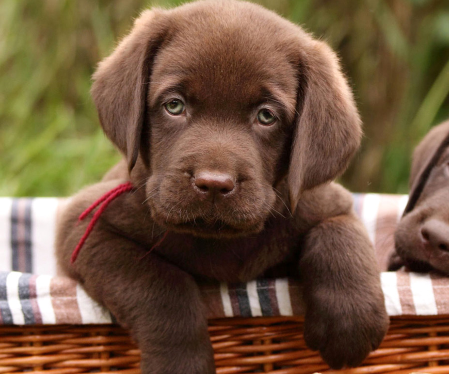 Puppy lying in basket looking toward foreground