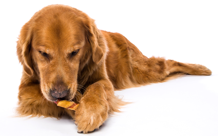 Dog enjoying a bacon flavored dog treat