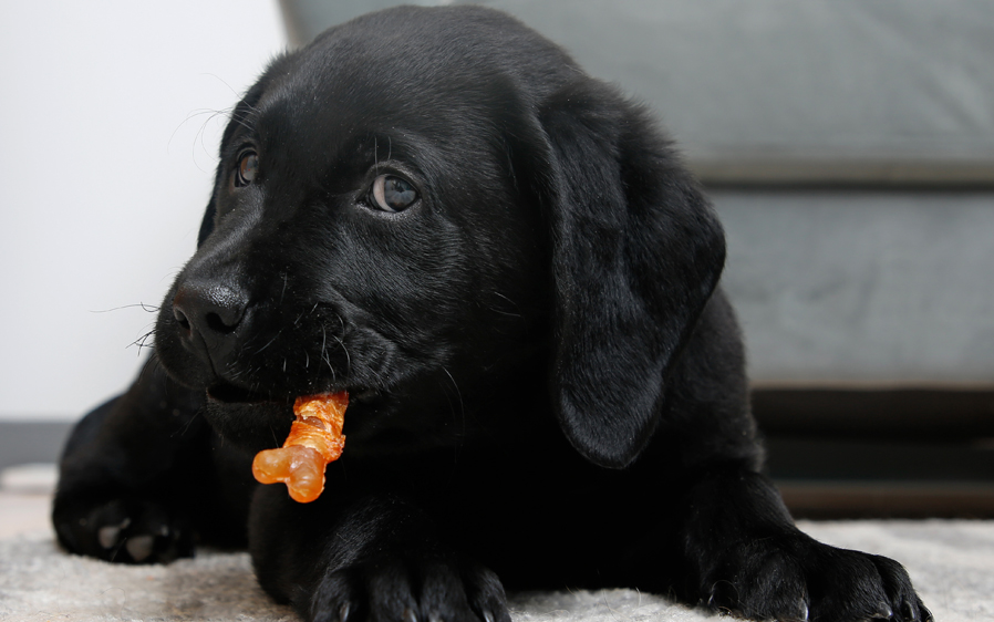 Hartx Oinkies lasting chew bones. Treats for dogs.