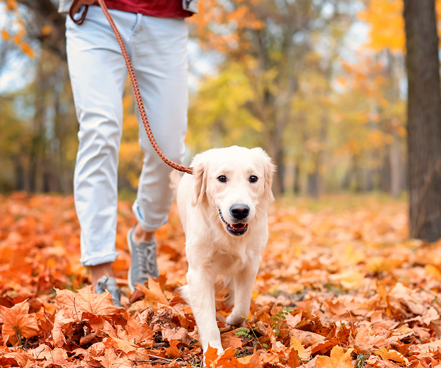 Young man walking his leashed dog in park