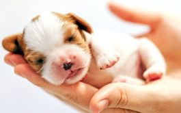 Newborn puppy held in woman's hands