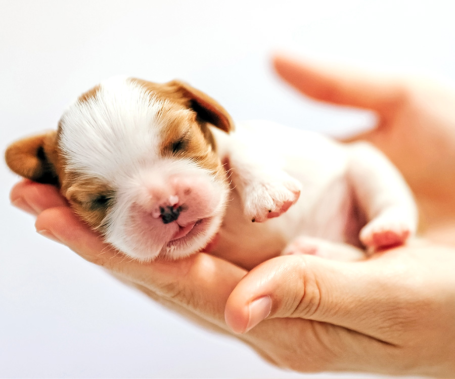 Newborn puppy held in woman's hands