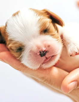 Newborn puppy held in woman's hands