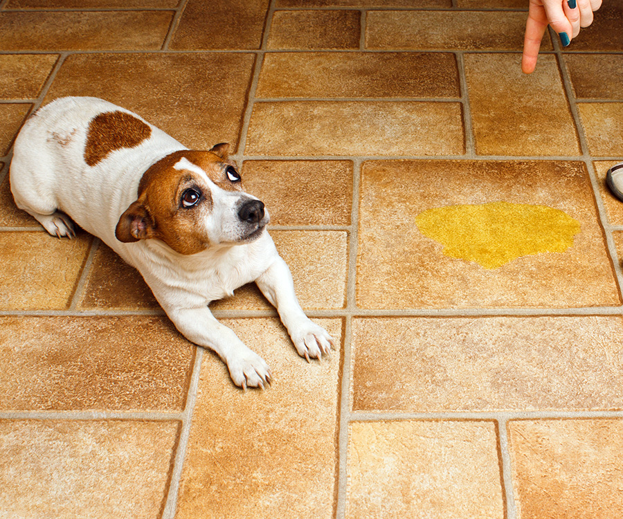 Jack Russell Terrier lying beside it's accident