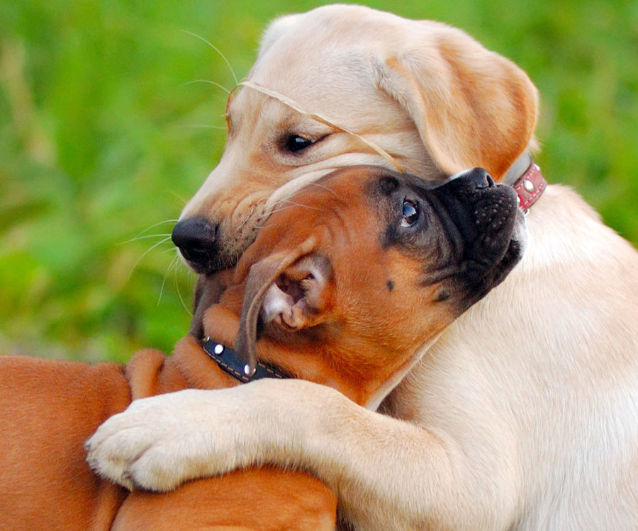 A bigger dog hugging a smaller dog is a type of puppy socialization.
