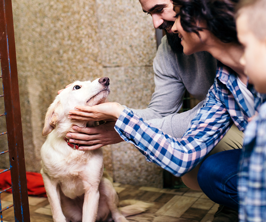 Shelter dog adoption - Happy family at animal shelter choosing a dog for adoption.