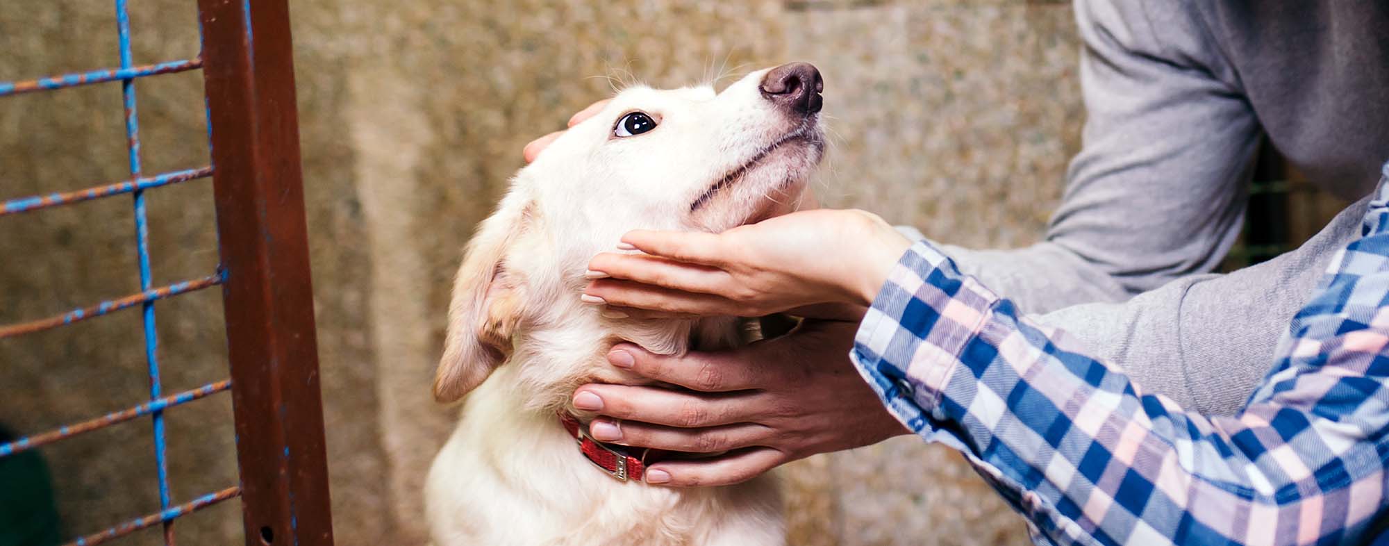 Do Animal Shelters Pick Up Dogs