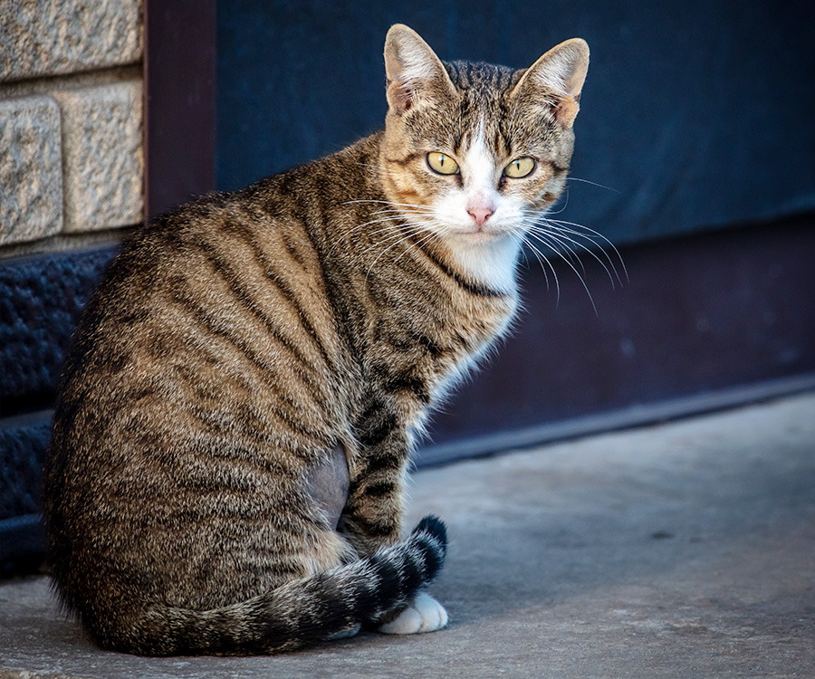 Stress in Cats - Vigilant tabby cat stressed, staring toward foreground