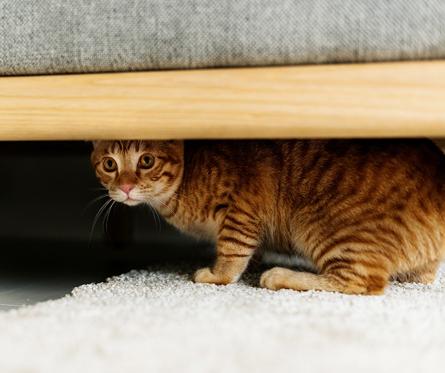Scared-looking tabby cat underneath couch