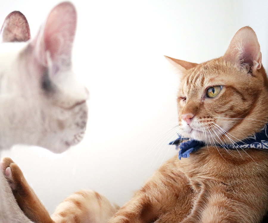 Stress in Cats - Orange tabby leaning back staring cautiously at white cat