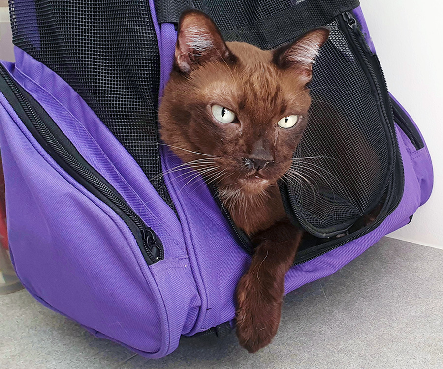 Stress in Cats - Black cat in soft carrier