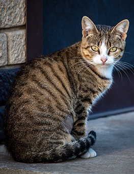 Tabby cat looking tensely toward foreground