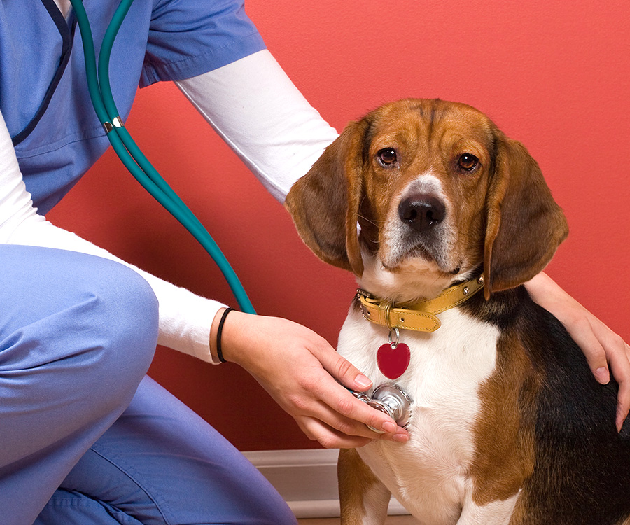 A veterinarian checking out a beagle dog.
