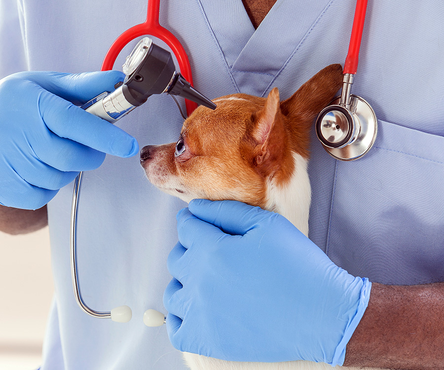 Closeup of vet examining to a Yorkshire terrier