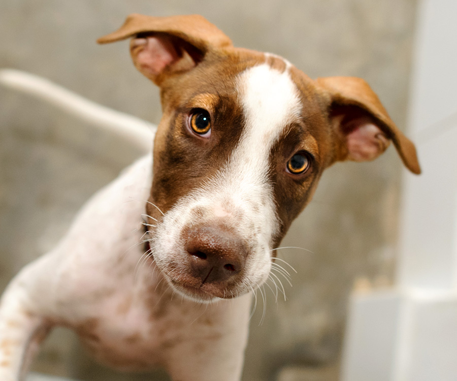 Closeup of dog at animal shelter