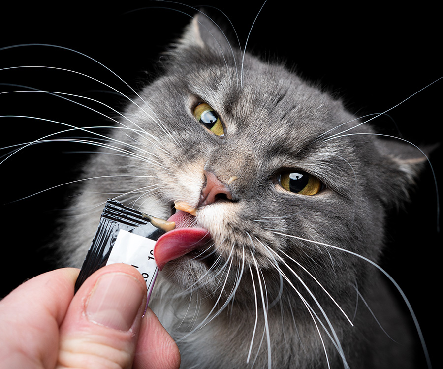 Wet cat treats - Closeup of gray cat eating a Squeeze Up wet cat treat.