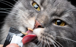 Gray cat licking wet cat treat tube