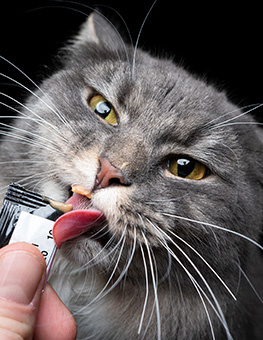 Gray cat licking wet cat treat tube