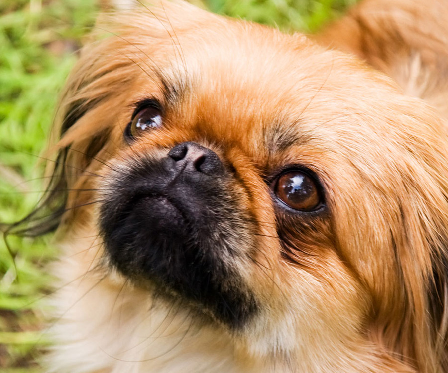 Pekingese dog