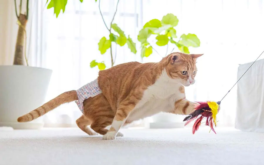 Cat wearing  a disposable cat diaper while playing with a cat toy.