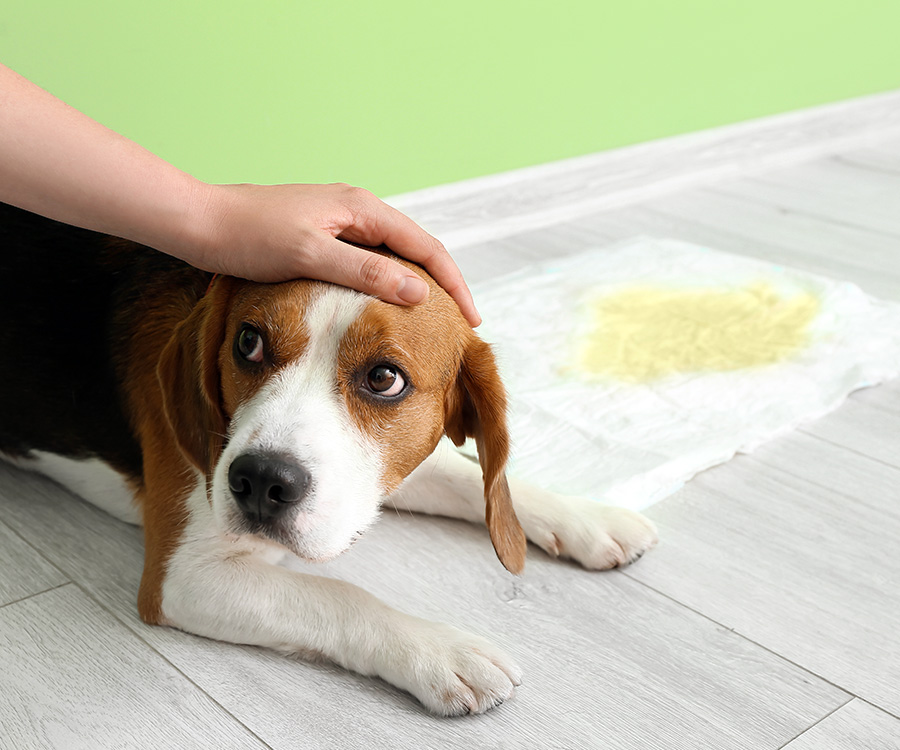 Human hand comforting cute dog on floor near dog pad with wet spot
