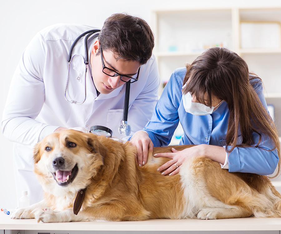 Dog urinary incontinence - Veterinarian and assistant checking up golden retriever dog in vet clinic