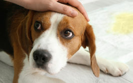 Hand comforting cute dog on floor near dog pad with wet spot