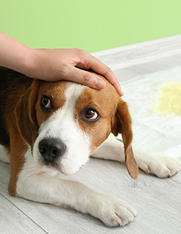 Hand comforting cute dog on floor near dog pad with wet spot